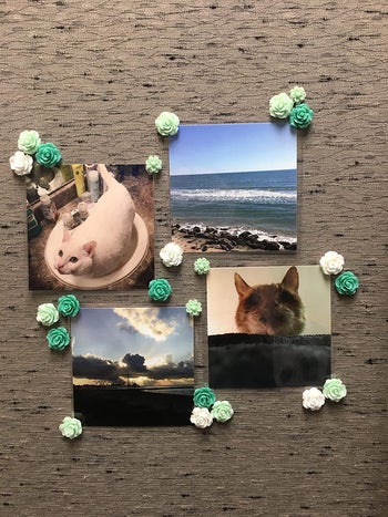 Reviewer's green floral pushpins holding up their photos in their cubicle 