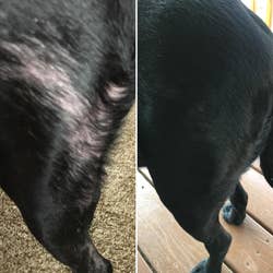 Reviewer before and after results showing the allergy supplements helped treat their dog's bald patches