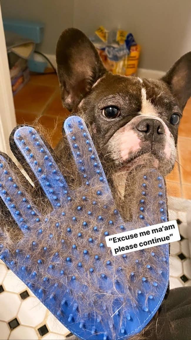 buzzfeed contributor wearing the glove with a lot of pet hair on it, next to her french bulldog 