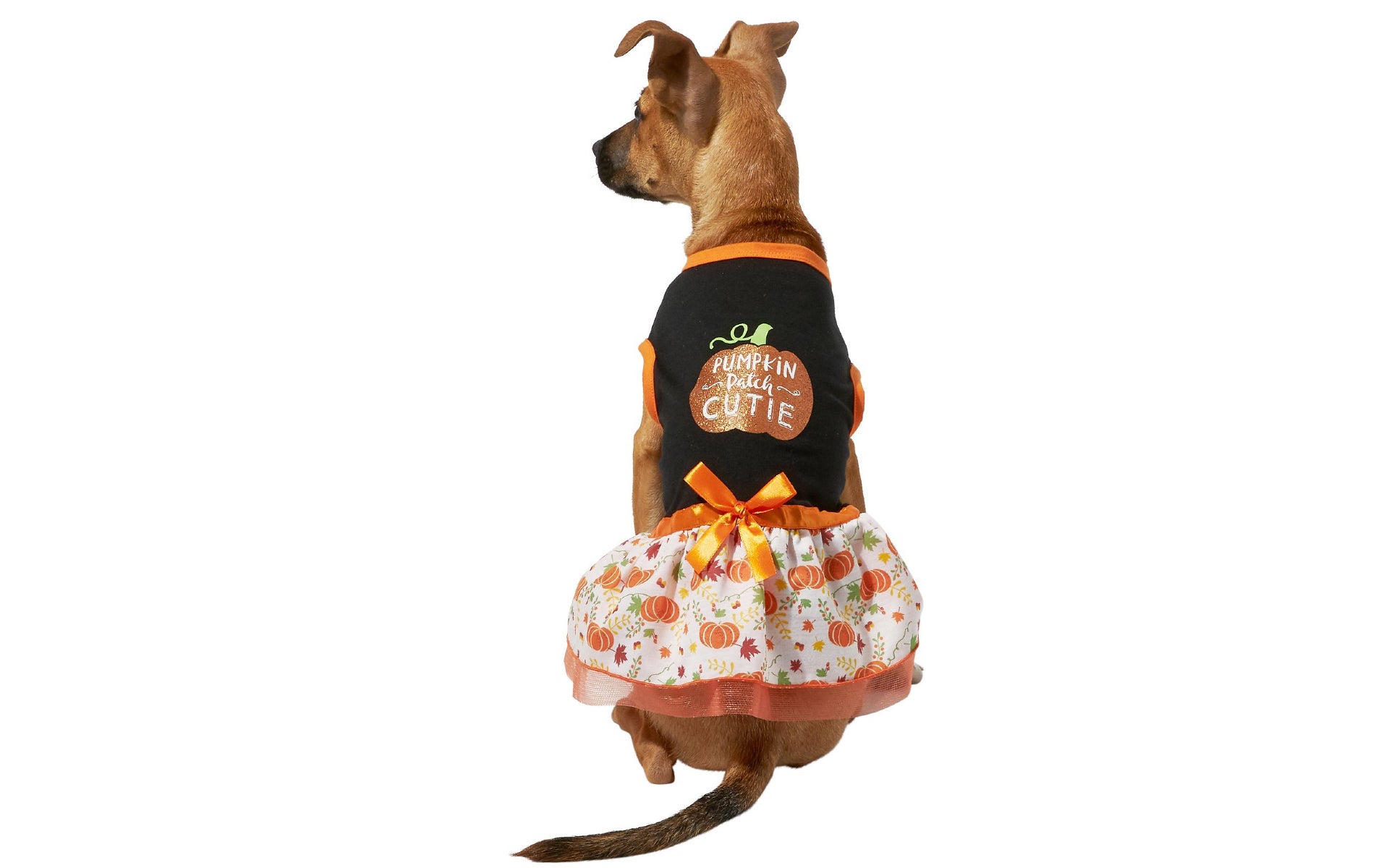 Dog in pumpkin dress