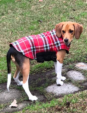 a dog wearing the red plaid reversible dog coat