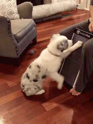 gif of dog scratching at purple pad leaning upright against a stool while person gives treats
