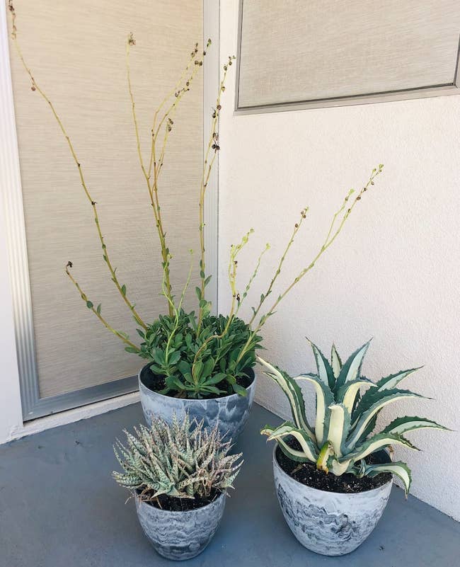 a set of three marble-effect planters with succulents planted inside
