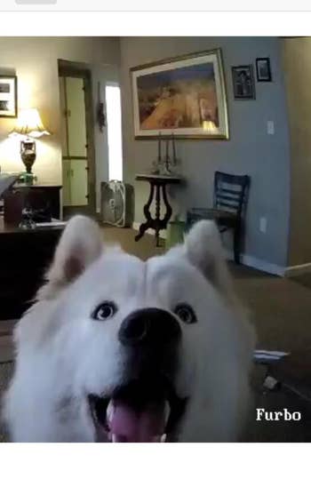a screenshot of a reviewer's dog staring into the camera waiting for a treat