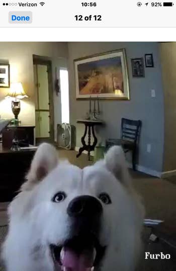 a screenshot of a reviewer's dog staring into the camera waiting for a treat