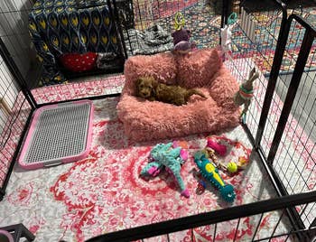Small dog lounging on a plush sofa in a playpen with various toys scattered around