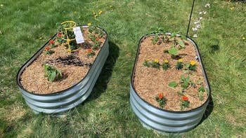 Two raised metallic  plot  beds with assorted  plants and flowers growing