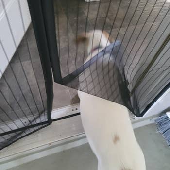 A small dog pushes through a mesh screen door, partially opening it to enter a room