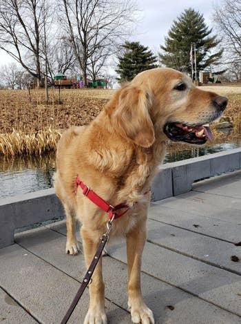 Reviewer image of front view of retriever wearing red harness with brown leash clipped to front metal loop standing in front of water view