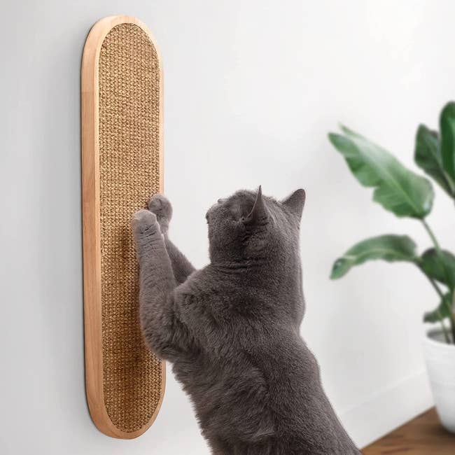 a gray cat scratching at the wall-mounted scratch pad