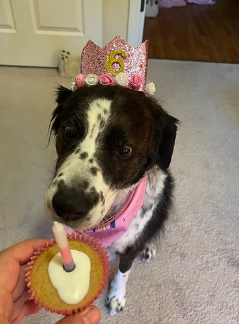 Reviewer's dog about to eat the Puppy Cake cupcake, wearing a tiara and looking adorably excited