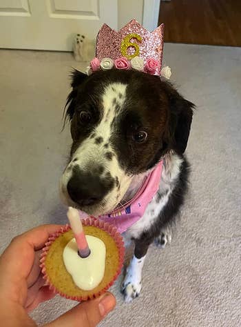 Reviewer's dog about to eat the Puppy Cake cupcake, wearing a tiara and looking adorably excited