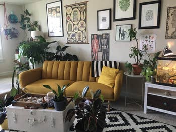 same style couch in a yellow velvet shade angled in front of gallery wall and various plants