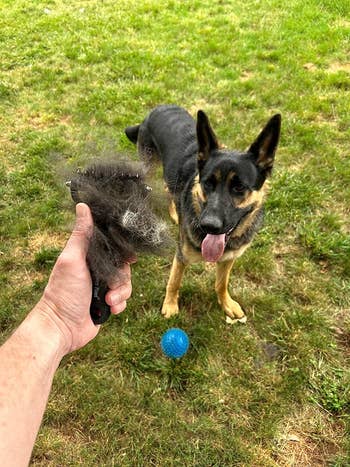 reviewer holding rake full of hair next to their German Shepherd dog