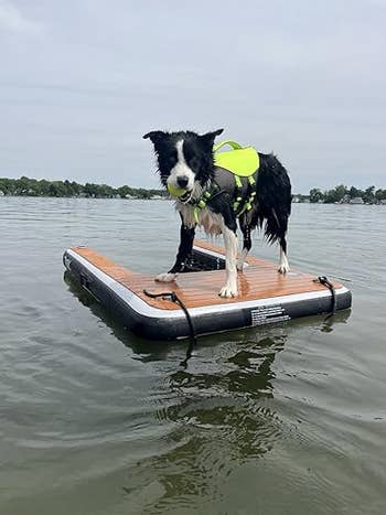 Dog in life jacket stands on a floating platform in a lake