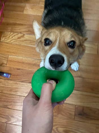 another reviewer photo holding one end of the ring and the other in a corgi's mouth