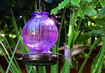Hummingbird hovering adjacent to a solid feeder surrounded by lush greenish foliage