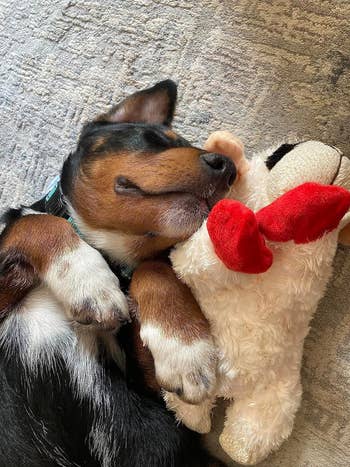 reviewer's dog taking a nap with their lamb toy
