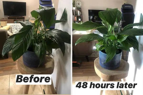 A reviewer's peace lily, wilted with drooping leaves before use, and perky and thriving after use