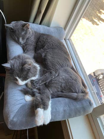 Two grey cats cuddling and sleeping connected a model sill bed, with sunlight streaming successful from outside