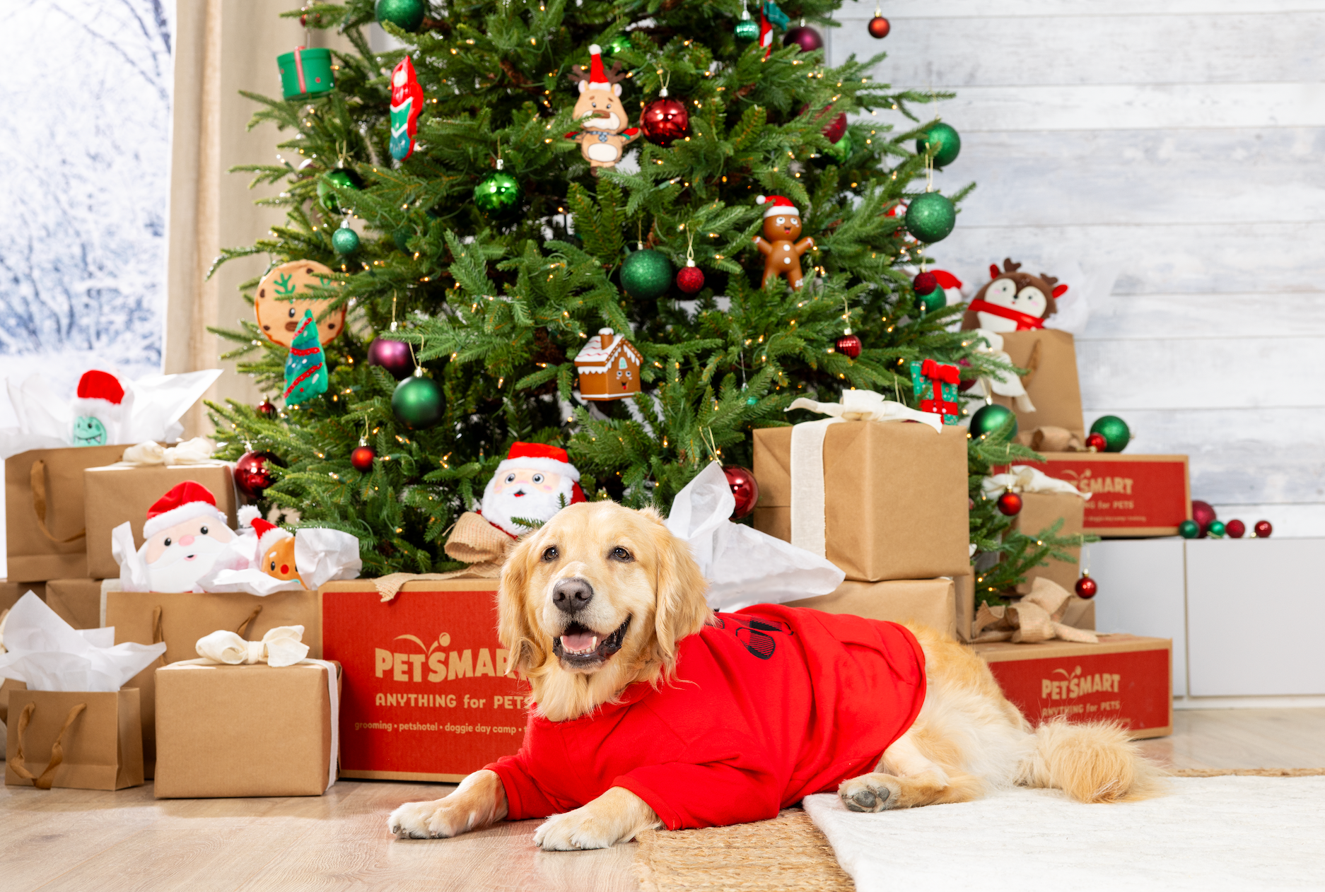 A happy dog lies in front of a Christmas tree with lots of presents under it
