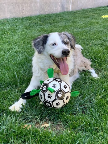 a reviewer's dog playing with the soccer-like ball