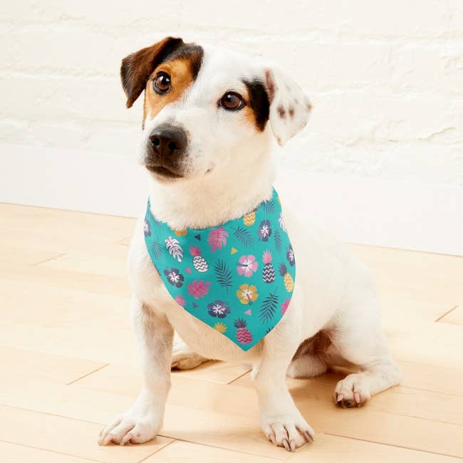 a dog wearing the bandana that's a turquoise blue with pineapples and flowers on it