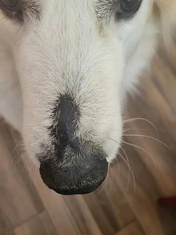 dog with healed nose after using the balm