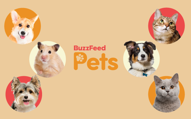 best small pet for me quiz
