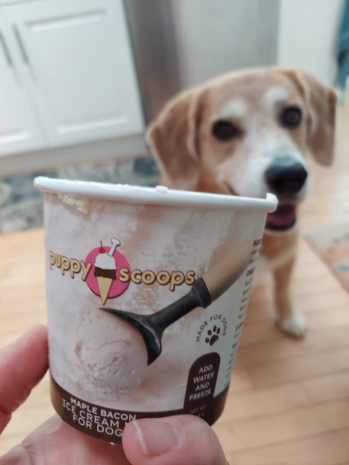 Dog in the background of a photo with a close up of the ice cream container in the foreground