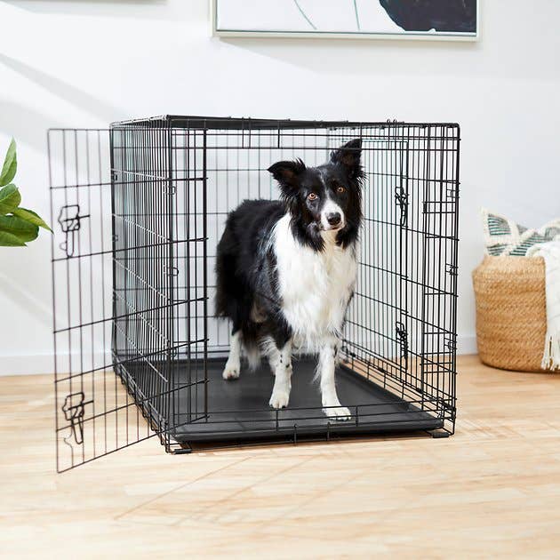 A medium-size collie in the black wire crate