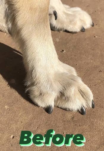 before photo showing danica's dog having long nails