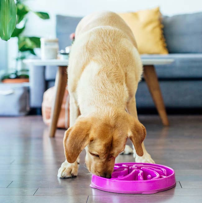Dog eating from a purple slow feeder bowl on a wooden floor in a living room