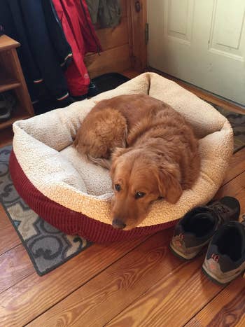 a dog in the dog bed