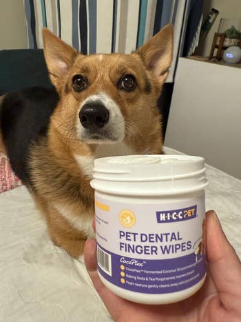 Corgi on bed next to a hand holding a container of HICC Pet Dental Finger Wipes, suggested for dog dental care in shopping article