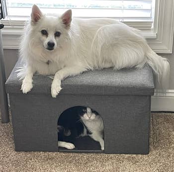 a reviewer's dog on the bigger ottoman and a cat below