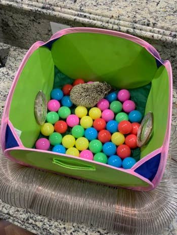 reviewer's hedgehog in the ball pit