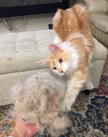 another reviewer's orange cat reaching for giant ball of hair that was pulled up from carpet
