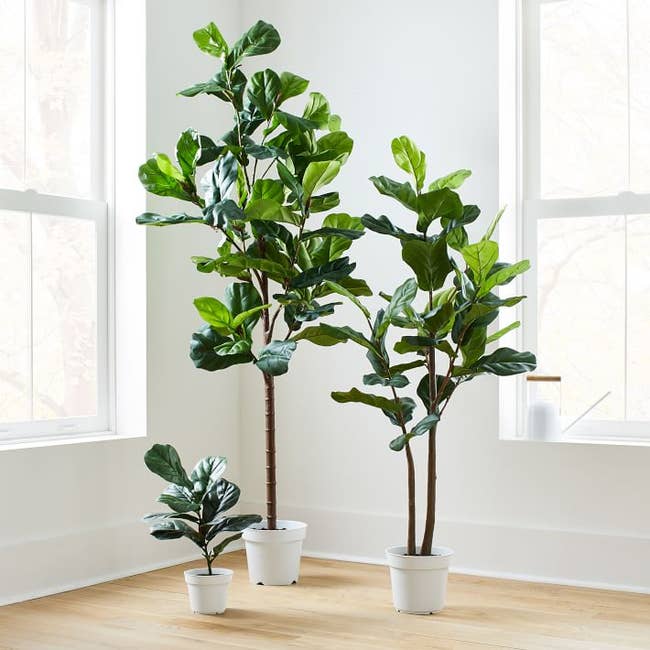 Small, medium, and large fiddle leaf fig trees on a hardwood floor in front of two windows