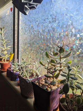 the prismatic window film on a window next to plants