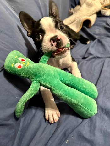 Puppy with a green plush toy in its mouth on a bed