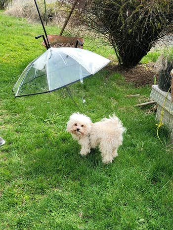 Different reviewer's dog underneath the umbrella