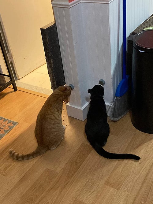 A reviewer's orange and black cats each licking one of the balls mounted to the wall