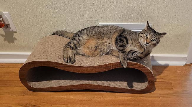 a reviewer photo of a cat lounging on the infinity-shaped scratcher 