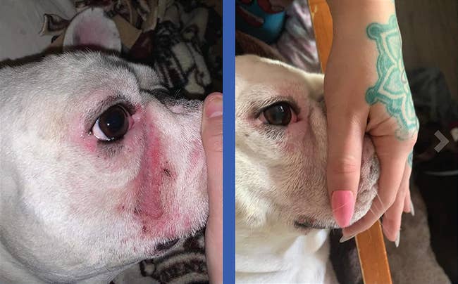 a dog with inflamed skin before and looking better after use