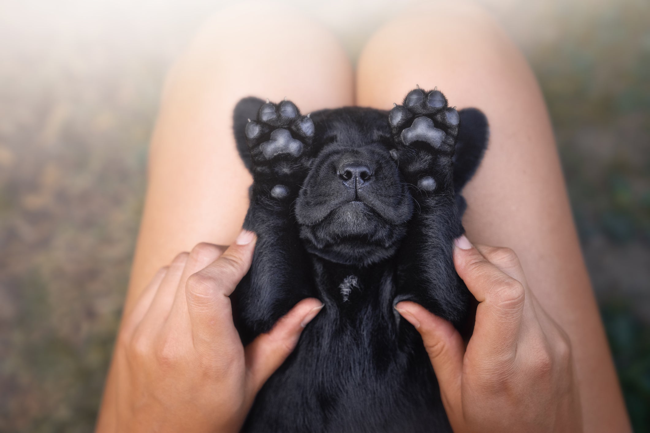 Here Are 13 Baby Animals That You Can Virtually Pet, If That's The Kind Of Thing You Need Right Now Here Are 13 Baby Animals That You Can Virtually Pet, If That's The Kind Of Thing You Need Right Now