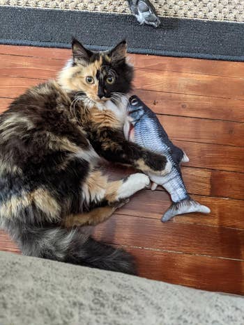 Cat clutching a fish-shaped toy on a wooden floor