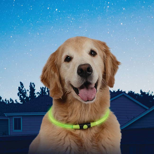a dog wearing the LED green collar