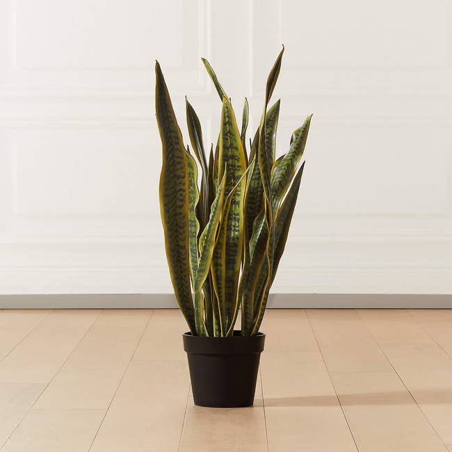 Three foot snake plant in a small black pot on a light wooden floor in front of a white wall
