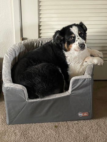 Reviewer image of large dog sitting inside product on top of brown carpet
